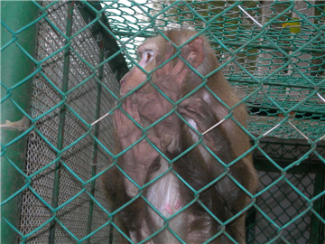 勾花網09 勾花網09